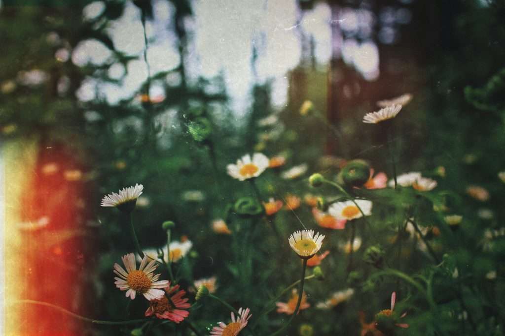 a group of flowers in a field
